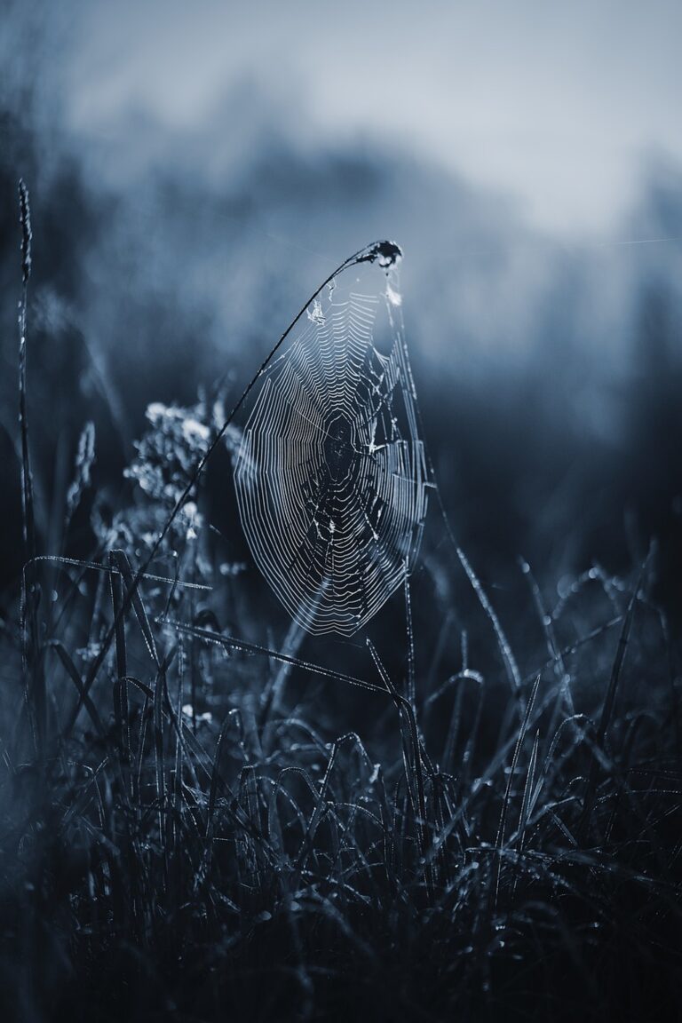 spider web, cobweb, web-6656652.jpg