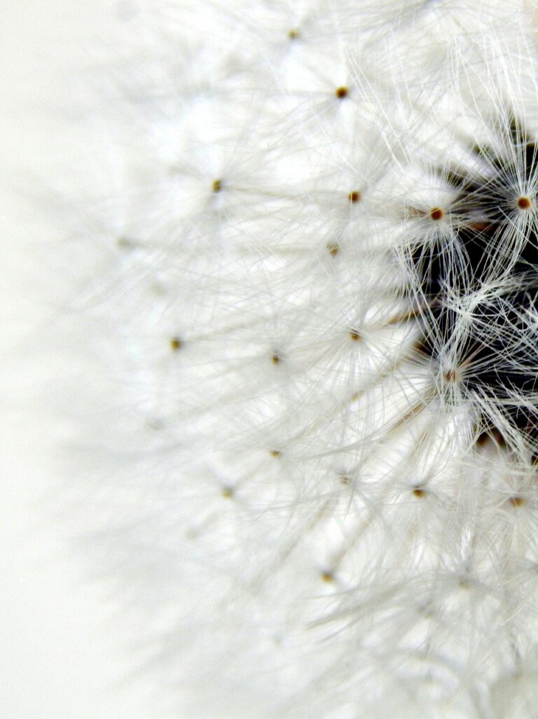 dandelion, macro photography, dandelion details-5568261.jpg